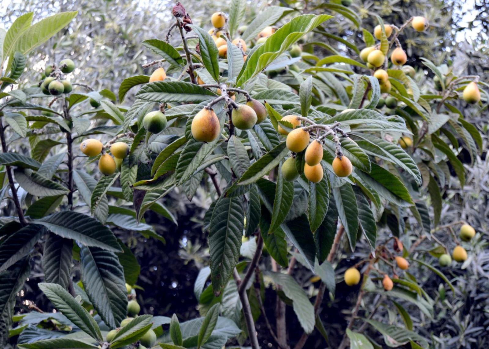 بيت الطبيعة Nature House Jarash Buitenkant foto